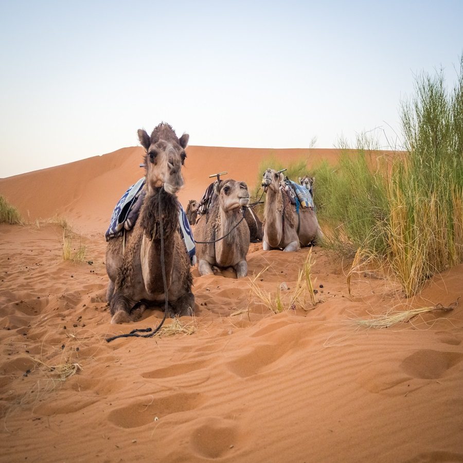 A group of camels sitting on the sand in the Sahara desert surrounded by grass in Morocco